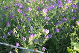 Spiny amaranth amaranthus spinosus weeds weed pasture leaf herbicide additional science herbicides central. Texas Invasives