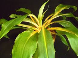 Image result for Chlorophytum filipendulum