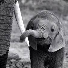 Créé et vendu par nisha prabhu. Pin By Sophie Boohooo On Elephants Cute Baby Animals Animals Beautiful Baby Elephant