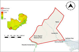 Image result for Afrocanthium pseudorandii