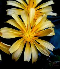 Image result for Launaea violacea