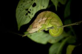 Amazing chameleons being more active in the morning and evening hours hunting for food and finding mates. The O Shaughnessy S Chameleon Calumma Oshaughnessyi By Wendy Jungledragon