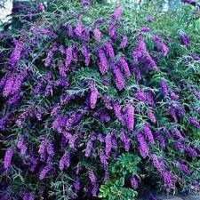 Image result for Buddleja davidii