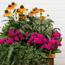 Shade flowers for planter boxes. 12 Container Garden Combos