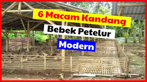Ukuran kandang bebek pedaging 500 ekor. Ukuran Kandang Bebek Petelur 100 Ekor Archives Hobi Ternak