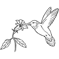 There's something for everyone from beginners to the advanced. Drawing Humming Bird 3786 Animals Printable Coloring Pages