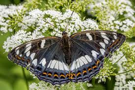 Image result for Limenitis populi
