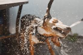We did not find results for: Dog Getting A Bath And Shaking Off Water Droplets And Soap By Isaiah Taylor Photography