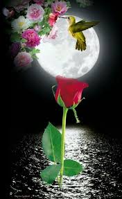 Feliz Noche Amigos Flores Bonitas Rosas Bonitas Fotos Animadas De Amor