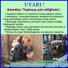 Belediyeler Kopekleri Toplayip Yok Ettiklerinde Yasal Ve Mevzuata Iliskin Yapilacaklar Izlenecek Yol
