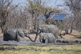 Image result for Calostephane divaricata