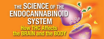 The Science Of The Endocannabinoid System How Thc Affects