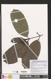 Image result for Gaertnera paniculata