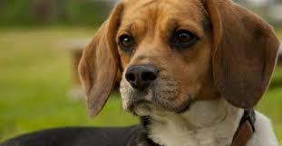 Image result for bígl