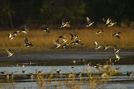 Find duck hunting pictures and duck hunting photos on desktop nexus. Goose Hunting Backgrounds Posted By Ryan Cunningham