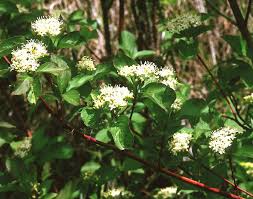 Red twig dogwood is a small flowering tree or large shrub. Red Osier Dogwood