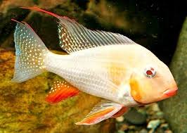 Cichlid Fishes Aquarium Fish Tank Ciklet Baliklari Akvaryum 38 Antalya Tv 2020 Akvaryum Baligi Tatlisu Akvaryumu Ciklet Baliklari