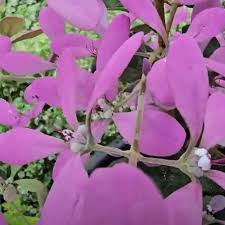 Image result for Congea