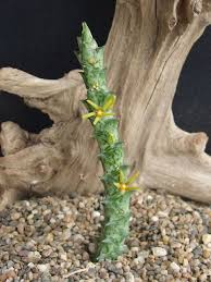 Image result for Orbea lugardii