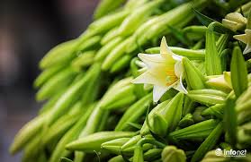 Loa kèn, loa kèn ơi ai đặt tên hoa ấy loa mà chẳng ồn ào kèn sao âm thầm vậy. Ha Ná»™i Hoa Loa Ken E áº¥p Xuá»'ng Phá»' Chao He