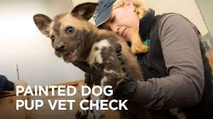 Check spelling or type a new query. Painted Dog Pups Have Their First Checkup Youtube
