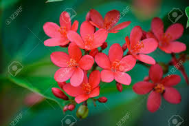 Here are photos and descriptions to help you identify plants, shrubs, grasses, mosses, and trees in florida. Red Flowers In A Park In Largo Florida Stock Photo Picture And Royalty Free Image Image 80032987