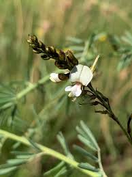 Image result for Indigofera punctata
