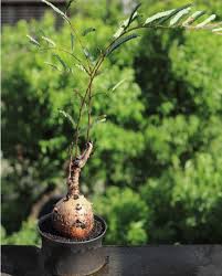 Image result for Elephantorrhiza elephantina