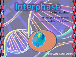 We did not find results for: Cell Cycle Powerpoint Animated Walk Through Of A Cell In The Stages Of Cell Division Youtube