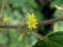 Image result for Triumfetta pilosa