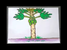 We did not find results for: Cara Gambar Pohon Pepaya Cara Menggambar Pohon Pepaya Youtube