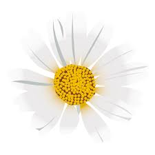 Spring flower graphic flower set cartoon flat spring flower flower illustrations flat spring 10108 cartoon daisy flower clip art. Daisy Flower Cartoon Png Image Download As Svg Vector Transparent Png Eps Or Psd Use This Daisy Flower Cartoon Sv Daisy Flower Graphic Design Pattern Daisy