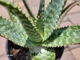 Image result for Aloe canis