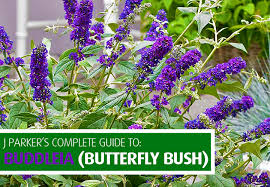 Maybe you would like to learn more about one of these? Complete Guide How To Plant Buddleia Gardening Tips With J Parker S