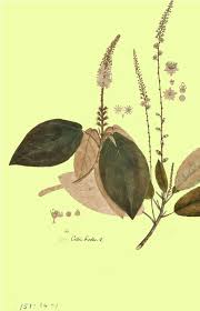 Image result for Croton dichogamus