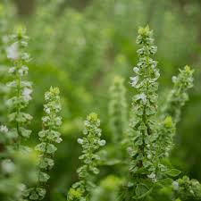 Image result for Ocimum basilicum