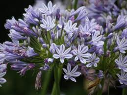 Agapanthus Lily Of The Nile South African Flowers African Flowers Agapanthus