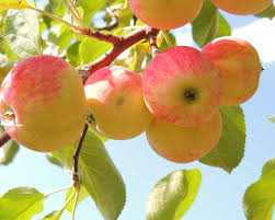 Download Wallpaper 1280x1024 Apples Branch Leaves Background Standard 5 4 Hd Background In 2020 Apple Food Wallpaper Pick Your Own Fruit