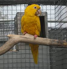 Real Bird Eggs For Sale Share Tweet Pin Mail Don T Miss Tony Silva News Q A How Can I Detect A Sick B Question How Can I Detect Conure Parrot Pets For Sale