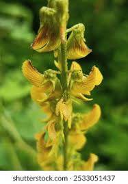 Image result for Crotalaria lanceolata