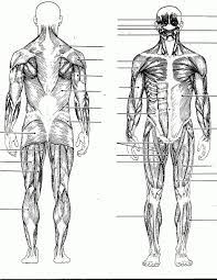 Muscle diagrams are a great way to get an overview of all of the muscles within a body region. Human Anatomy Diagrams To Label Koibana Info Muscle Diagram Human Muscular System Human Body Muscles