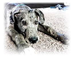 Both male and females available. Great Danes For Sale In Pa L2sanpiero