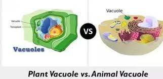 Maybe you would like to learn more about one of these? Give The Difference Between Vacuole Of Plant Cell And Vacuole Of Animal Cell Brainly In