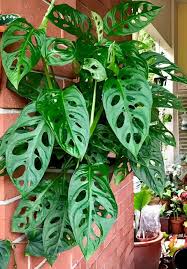 Plantfiles Pictures Monstera Species Adanson S Monstera Five Holes Plant Swi Plantfiles Pictures Monstera In 2020 Philodendron Monstera Philodendron Plants