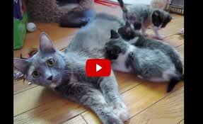 Also, you will learn ways in which you can handle such a problem. Pin On It S All About Da Kitties