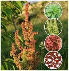 Image result for Rumex