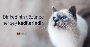 Kedi Sozleri Kediler Ile Ilgili Komik Resimli Sozler Kedilerle Ilgili Sozler Kedi Mesajlari Kedili Gunaydin Mesaji O Kedi Buraya Gele Kedi Komik Guzel Soz