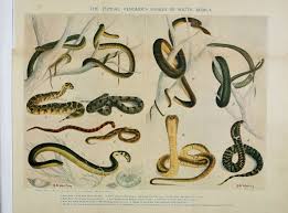 Eat the apples to grow, and don't get eaten by the other. File The Snakes Of South Africa Bhl11476602 Jpg Wikimedia Commons
