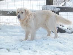 Welcome to northwest goldens, also known as wood duck retrievers, a reputable breeder of golden retrievers in washington and oregon. Sdgolden Com