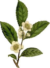 Image result for Camellia sinensis